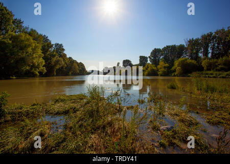 Zone golenali del Danubio National Park, Austria, Danube-Auen National Park, Haslau Foto Stock