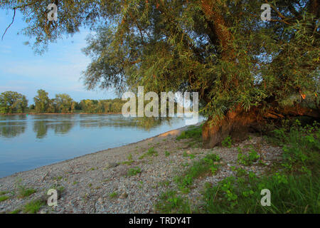 Danubio vicino Muehlham, in Germania, in Baviera, Niederbayern, Bassa Baviera, Vilshofen Foto Stock