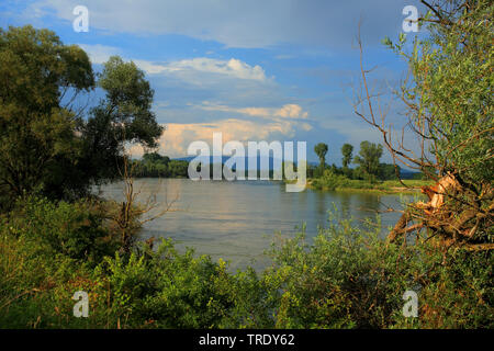 Danubio al Muehlham, in Germania, in Baviera, Niederbayern, Bassa Baviera Foto Stock