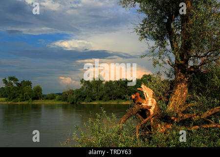 Albero rotto sulla riva del Danubio, in Germania, in Baviera, Niederbayern, Bassa Baviera, Muehlham Foto Stock