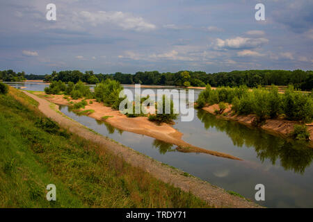 Loire tra Saumur e Tours, uno dei pochi fiumi selvaggi in Europa, Francia Foto Stock