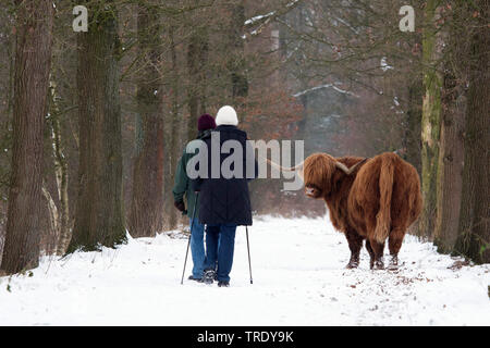 Highland scozzesi Bovini, Kyloe, Highland mucca, Heelan coo (Bos primigenius f. taurus), Highland vacca e gli escursionisti nella neve, Paesi Bassi Overijssel Foto Stock