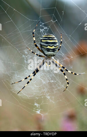 Giallo e nero, argiope giallo e nero garden spider (Argiope bruennichi), femmina nel web, Paesi Bassi Foto Stock