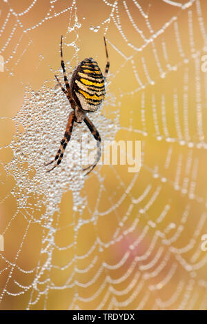 Giallo e nero, argiope giallo e nero garden spider (Argiope bruennichi), femmina nel web, Paesi Bassi Foto Stock