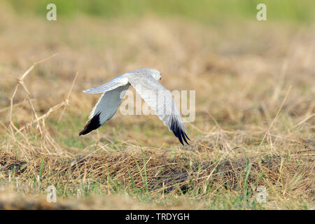 Stato di conservazione (Circus macrourus), maschio adulto caccia in volo, Oman Foto Stock