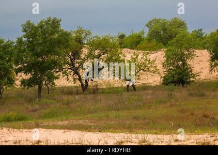 Le dune di sabbia di Letea nel delta del Danubio, Romania, Biosphaerenreservat Donaudelta Foto Stock