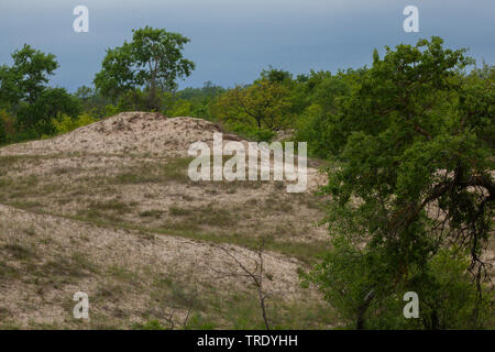 Le dune di sabbia di Letea nel delta del Danubio, Romania, Biosphaerenreservat Donaudelta Foto Stock