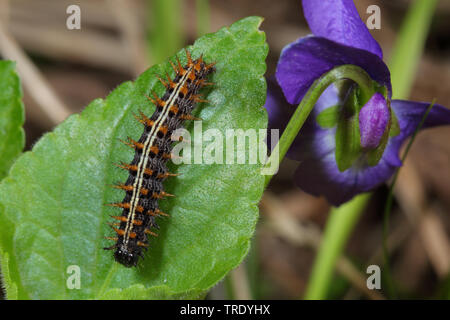 Argento-lavato fritillary (Argynnis paphia), Caterpillar su una foglia, Germania Foto Stock
