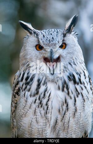 Siberiano occidentale il gufo reale (Bubo bubo sibiricus, Bubo sibiricus), ritratto, chiamando Foto Stock