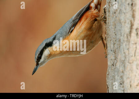Eurasian picchio muratore (Sitta europaea), seduti su un tronco di albero, Germania Foto Stock