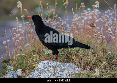 Rosso-fatturate (CHOUGH Pyrrhocorax pyrrhocorax), seduta su una roccia, Germania Foto Stock