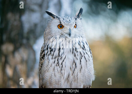 Siberiano occidentale il gufo reale (Bubo bubo sibiricus, Bubo sibiricus), vista frontale Foto Stock