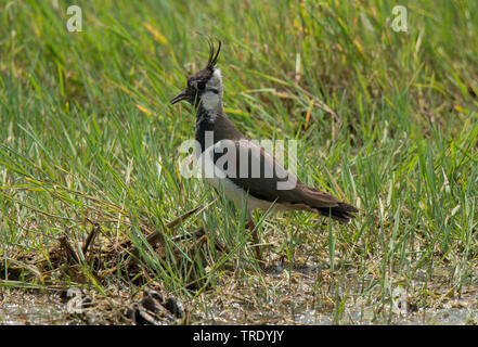 Pavoncella (Vanellus vanellus), seduti su un prato, Germania Foto Stock