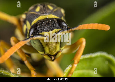 Carta wasp (Polistes gallica, Polistes dominula), ritratto, Germania Foto Stock