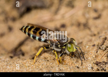 Rostrate bembix wasp (Bembix rostrata, Epibembix rostrata), a terra sulla sabbia, in Germania, in Baviera Foto Stock
