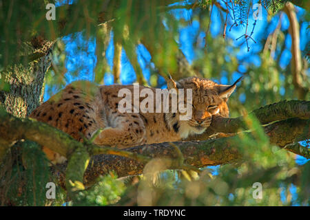 Nord (Lynx Lynx Lynx lynx), dormire su un albero, Germania Foto Stock