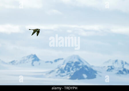 Pomarine skua (Stercorarius pomarinus), volare, Norvegia, Finnmark Foto Stock