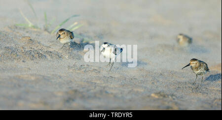 Sanderling (Calidris alba), capretti, Finlandia Foto Stock