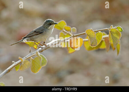 La ruppell trillo (Sylvia rueppelli), femmina, Israele Foto Stock