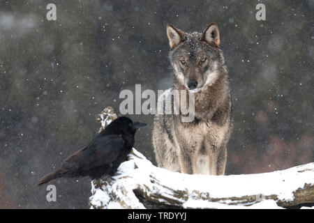 Unione lupo (Canis lupus lupus), in piedi nella neve e fissare un corvo, vista frontale, Polonia, , Foto Stock