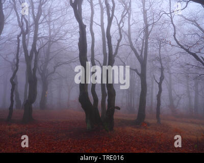 Foresta di faggio su Bourak nella nebbia autunnale, Repubblica Ceca, montagne Erz, Mikulov Foto Stock