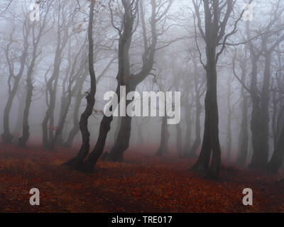 Foresta di faggio su Bourak nella nebbia autunnale, Repubblica Ceca, montagne Erz, Mikulov Foto Stock