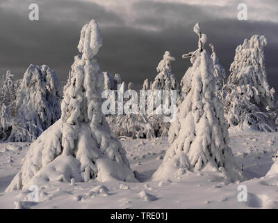 Coperte di neve alberi sulla montagna Fichtelberg, in Germania, in Sassonia, montagne Erz Foto Stock