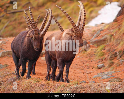 Stambecco delle Alpi (Capra ibex, Capra ibex ibex), bucks a uno sperone di roccia, l'Italia, il Parco Nazionale del Gran Paradiso, Val d'Aosta Foto Stock