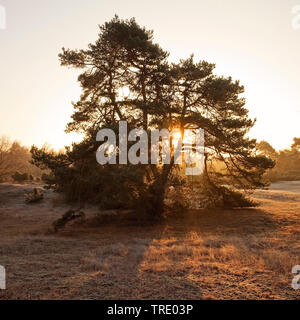 Il ginepro comune, Massa ginepro (Juniperus communis), Westrup Heath a sunrise in autunno, in Germania, in Renania settentrionale-Vestfalia, la zona della Ruhr, Haltern Foto Stock