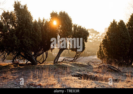 Il ginepro comune, Massa ginepro (Juniperus communis), Westrup Heath a sunrise in autunno, in Germania, in Renania settentrionale-Vestfalia, la zona della Ruhr, Haltern Foto Stock