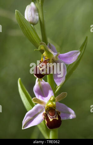 Bee orchid (Ophrys apifera), fiori, Paesi Bassi, Noord-Brabant. Foto Stock