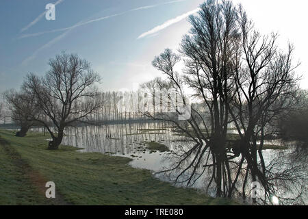 Polder Deeneplaat nel Biesbosch, Paesi Bassi, Noord-Brabant, De Biesbosch National Park, werkendam Foto Stock