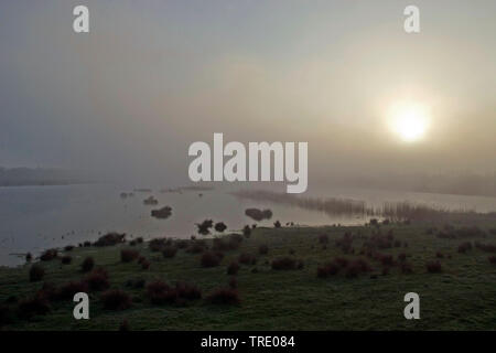 Nationaal Park Biesbosch nella nebbia mattutina, Paesi Bassi, Noord-Brabant, De Biesbosch National Park Foto Stock