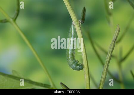 Arancio-punta (Anthocharis cardamines), Caterpillar durante pupation, Germania Foto Stock