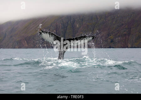 Humpback Whale (Megaptera novaeangliae), coda inserimenti fuori ot l'acqua, Islanda Foto Stock