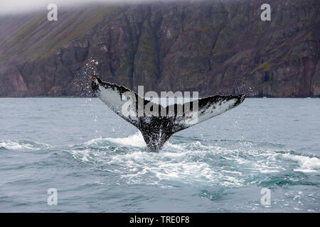 Humpback Whale (Megaptera novaeangliae), coda inserimenti fuori ot l'acqua, Islanda Foto Stock