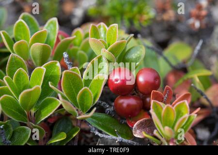 Uva ursina (Arctostaphylos uva-ursi), con frutti, Islanda