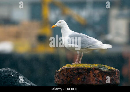 Glaucous gull (Larus hyperboreus), seduta, Islanda Foto Stock