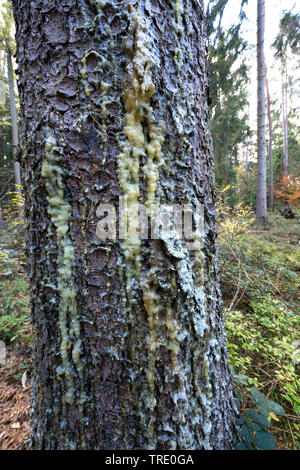 Abete (Picea abies), raccolti frammenti di resina in corrispondenza di un tronco di abete rosso, Germania Foto Stock