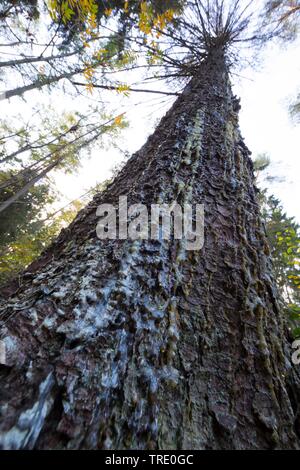 Abete (Picea abies), raccolti frammenti di resina in corrispondenza di un tronco di abete rosso, Germania Foto Stock