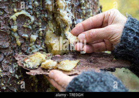 Abete (Picea abies), raccolti frammenti di resina vengono raccolti da un tronco di abete rosso, Germania Foto Stock