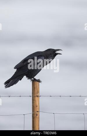 Comune di corvo imperiale (Corvus corax), chiamando, Islanda Foto Stock