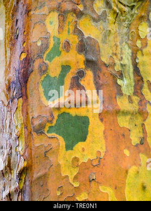 Piano europeo, acero-lasciato piano piano Londra, Londra planetree (Platanus hispanica, Platanus x hybrida, Platanus hybrida, platanus acerifolia) e colorati di corteccia di albero piano, Germania Foto Stock