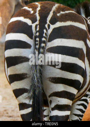 Boehm's zebra, Grant's zebra (Equus quagga boehmi, Equus quagga granti), vista posteriore Foto Stock