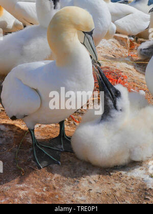 Northern gannet (Sula bassana, Morus bassanus), Northern gannet con i capretti, Germania, Schleswig-Holstein, Isola di Helgoland Foto Stock