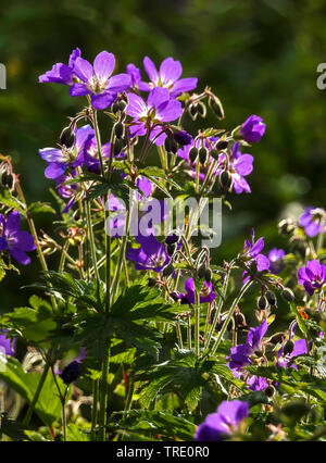 Legno (cranesbill Geranium sylvaticum), fioritura, Norvegia, Troms Foto Stock