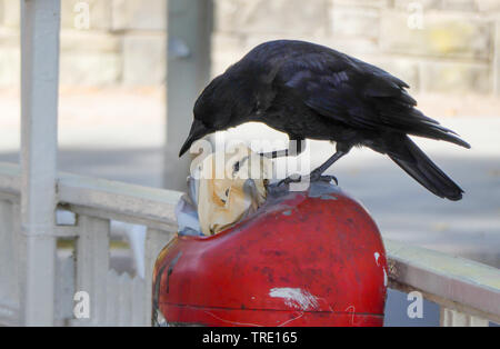 Carrion crow (Corvus corone, Corvus corone corone), Carrion Crow sul contenitore di rifiuti, Germania Amburgo Foto Stock