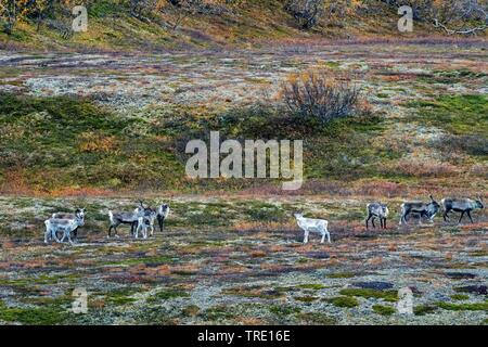 Renne europea, europeo Caribou Coffee Company (Rangifer tarandus tarandus), gruppo nell'autunnale Saltfjellet, Norvegia, Nordland, Saltfjellet Svartisen National Park Foto Stock