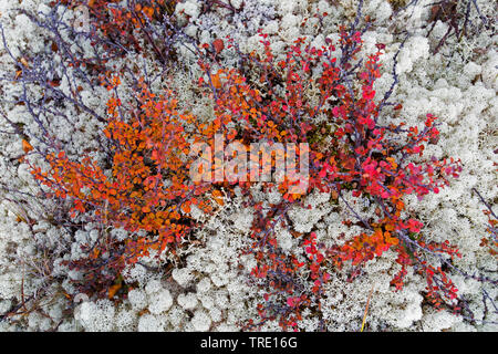 Nana liscia betulla, Betulla nana, nano-birch (Betula nana, betulle nane e renne in autunno, Norvegia, Oppland, Dovrefjell Sunndalsfjella Parco Nazionale Foto Stock