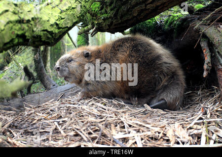 Eurasian castoro europeo castoro (Castor fiber), in corrispondenza della sua den, Paesi Bassi, De Biesbosch National Park Foto Stock